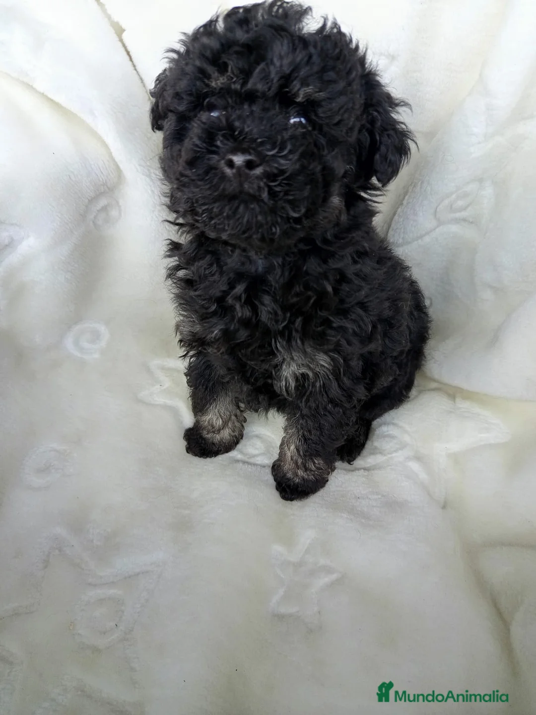 Caniche Toy perros en venta: Caniche Phantom  - Anuncio 2