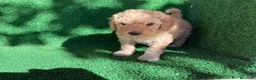 Perro de Agua Español perros en venta: perro de agua  - Anuncio 1