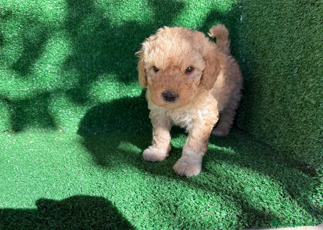 Perro de Agua Español perros en venta: perro de agua  - Anuncio 1