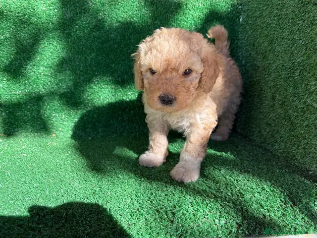 Perro de Agua Español perros perro de agua - Anuncio 1