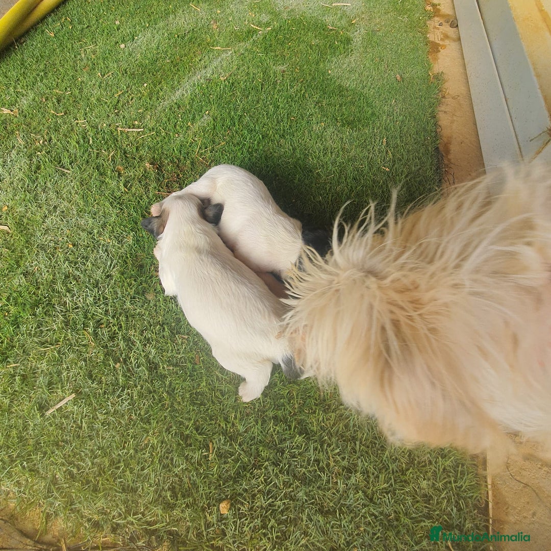 Otras razas perros en venta: Cachorritos Crestados Chinos. - Imagen 4