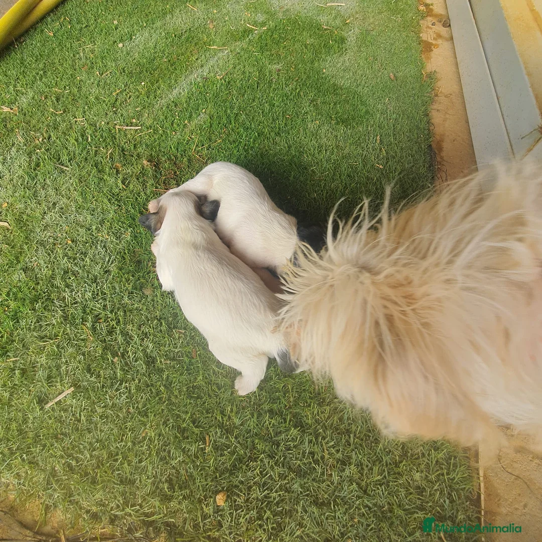 Otras razas perros en venta: Cachorritos Crestados Chinos. - Anuncio 5