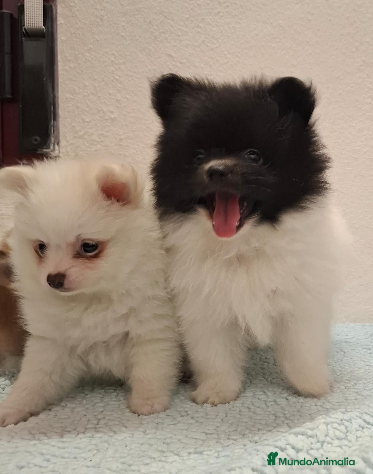Pomerania perros POMERANIAS EXCLUSIVOS - Anuncio 15