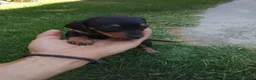 Teckel Miniatura perros en venta: Cachorros de teckel miniatura  - Anuncio 3