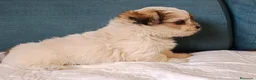 Shih Tzu perros en venta: MalShi. Shihtzu x Maltes - Anuncio 20