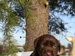 Labrador Retriever perros en Asturias - Anuncio 6