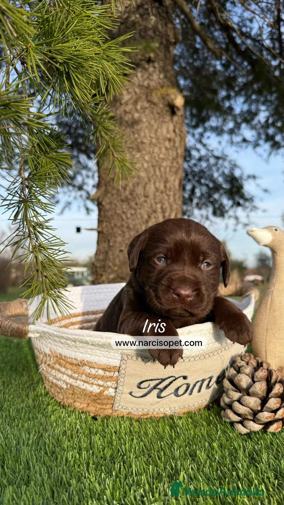 Labrador Retriever perros en venta: CACHORROS LABRADOR CHOCOLATE en Asturias - Anuncio 1