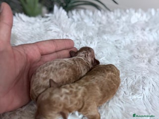 Caniche Toy perros - Anuncio 32
