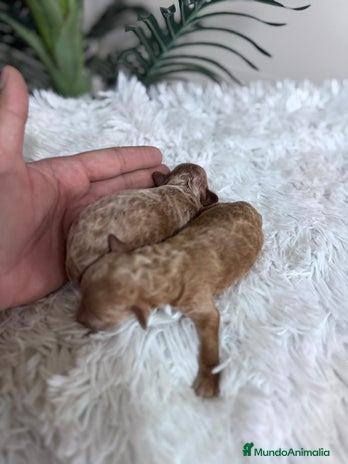Caniche Toy perros - Anuncio 4