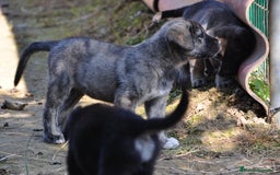 Mastín Español perros en venta: Cachorros de Mastin Español Ganadero Autóctono - Imagen 4