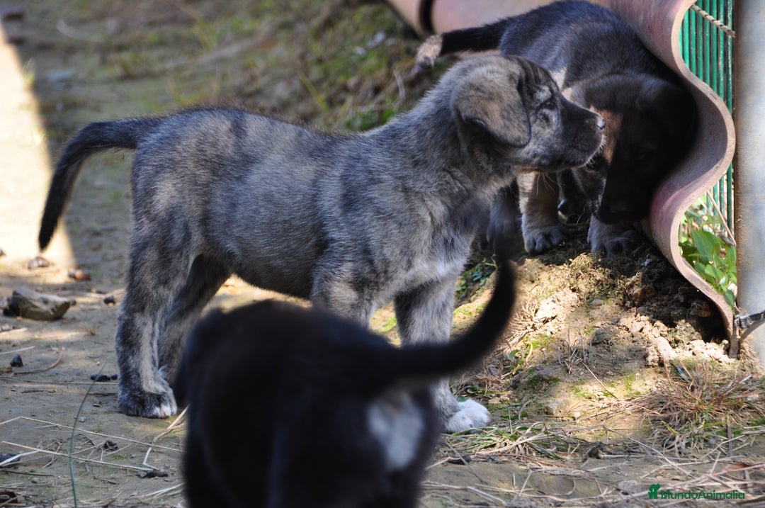 Mastín Español perros en venta: Cachorros de Mastin Español Ganadero Autóctono - Imagen 4