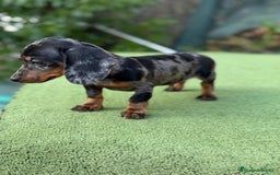 Teckel Miniatura perros en venta: Teckel kanichen macho arlequín planta - Imagen 2