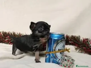 Chihuahua perros preciosos chihuahua ruso - Anuncio 1