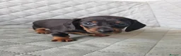 Teckel Miniatura perros en venta: TECKEL NEGRO FUEGO - Anuncio 4