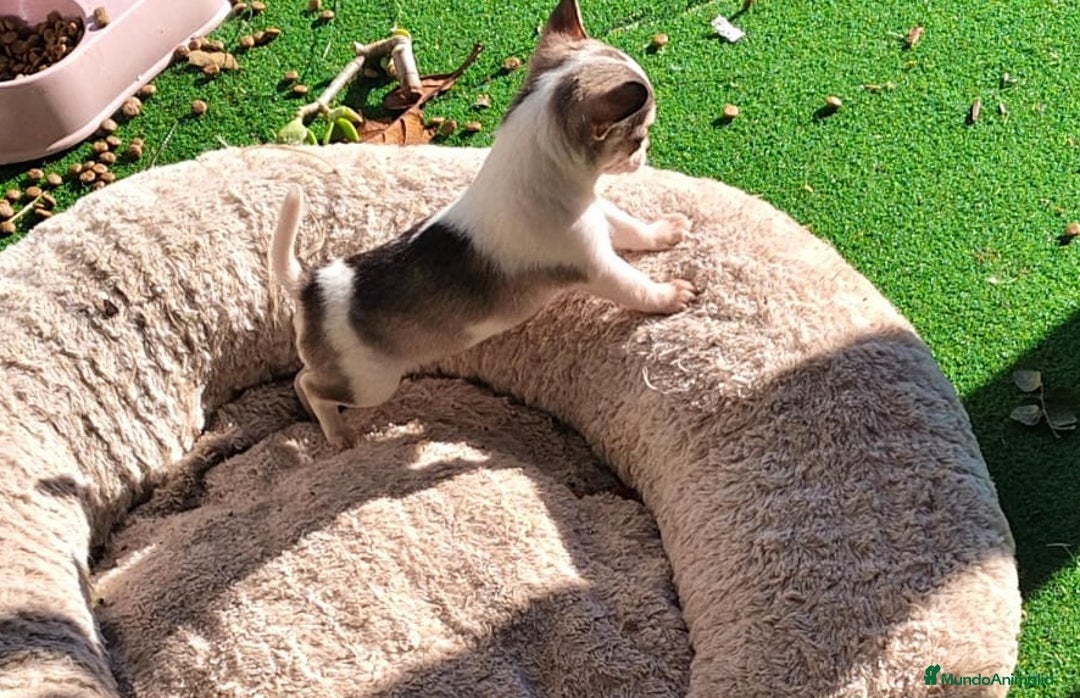 Chihuahua perros en venta: Chihuahua micro toy  - Anuncio 4