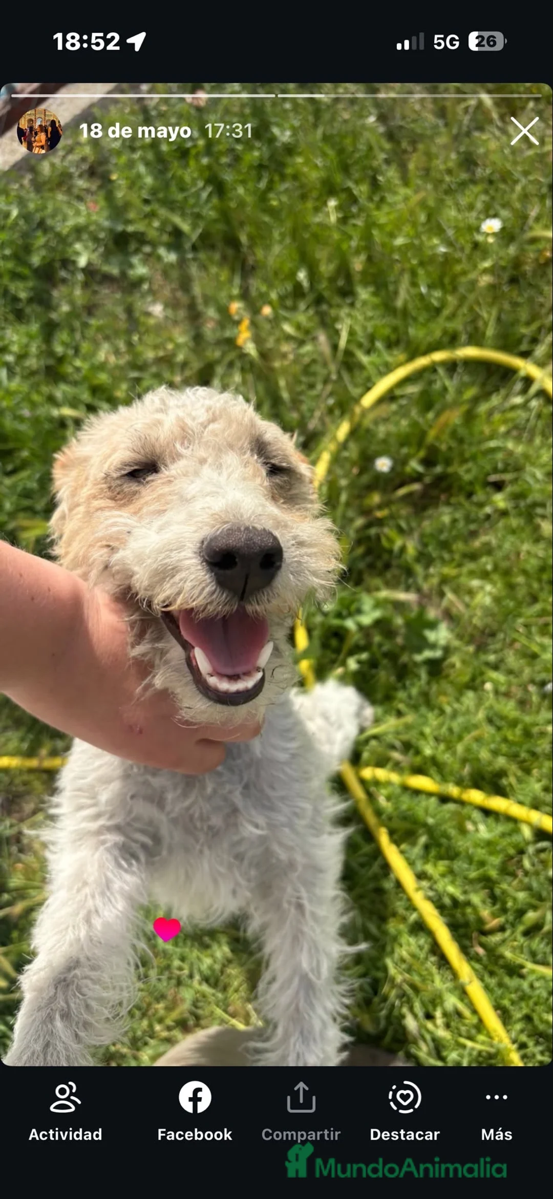 Fox Terrier de Pelo Duro perros en venta: Cachorros de Fox Terrier - Anuncio 1