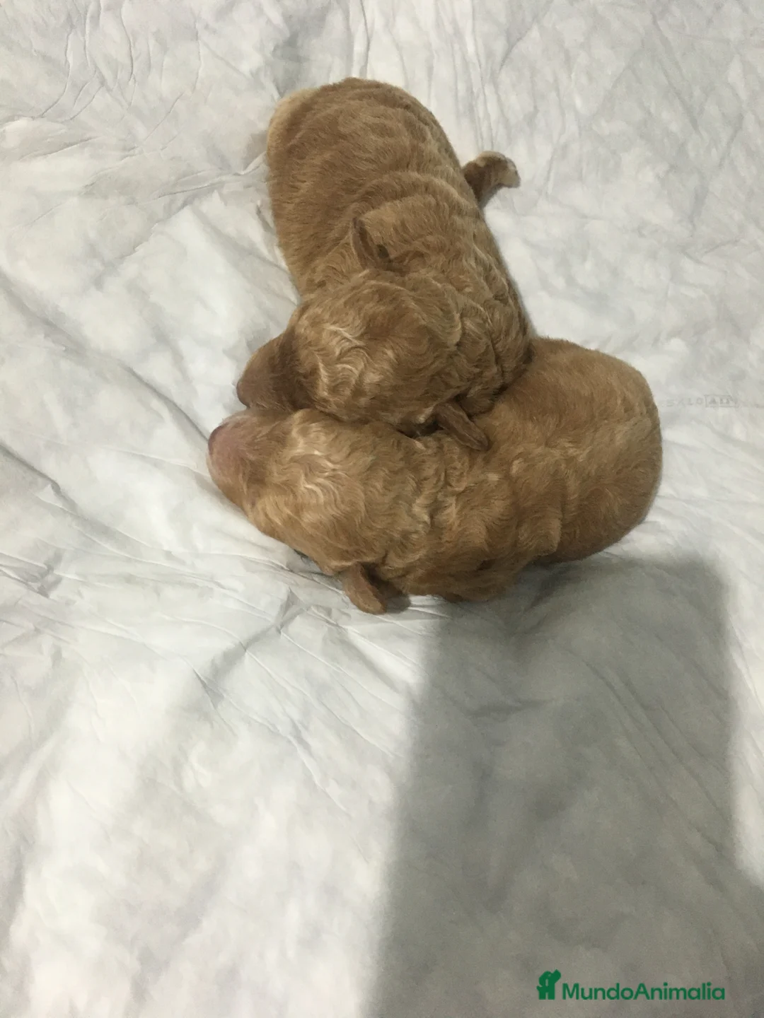 Caniche Toy perros en venta: CANICHES TOYS en Madrid - Anuncio 5