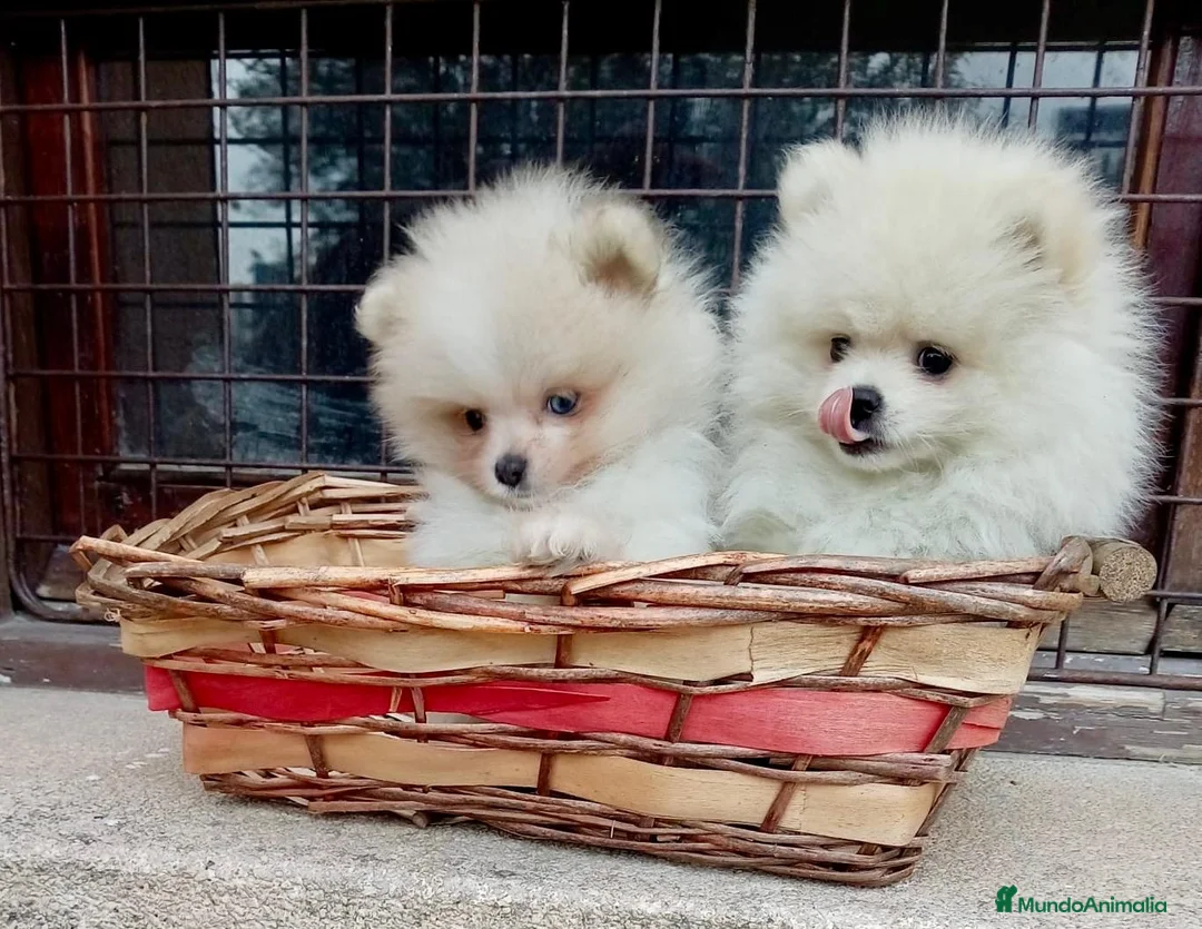 Pomerania perros en venta: Pomerania toy - Anuncio 1