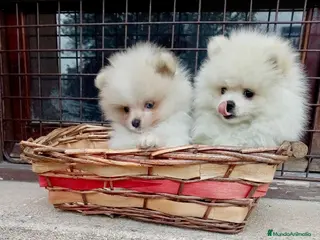 Pomerania perros Pomerania toy - Anuncio 22