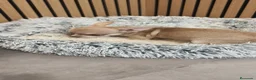 Chihuahua perros en venta: Chihuahua Toy  - Anuncio 11