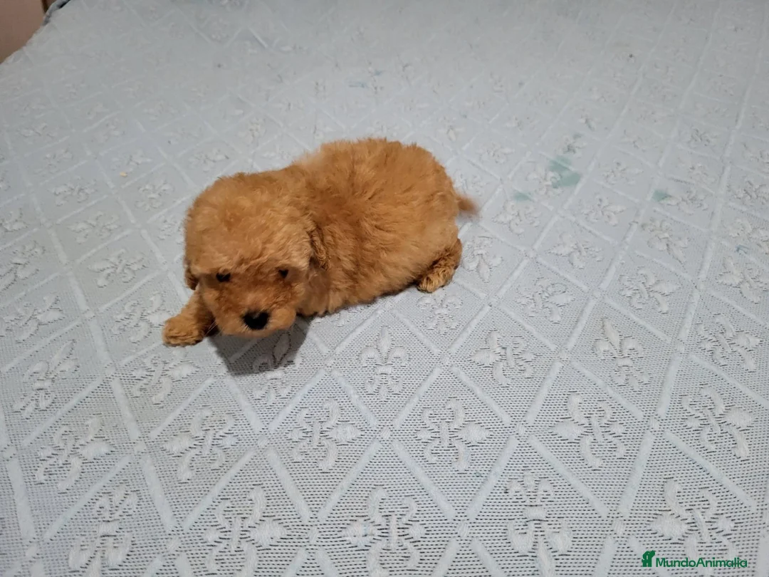 Caniche Toy perros en venta:   TENEMOS CANICHES   1000 Y MALTIPOO 700 EUROS - Anuncio 7
