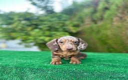 Teckel Miniatura perros en venta: teckel arlequin chocolate  - Imagen 11