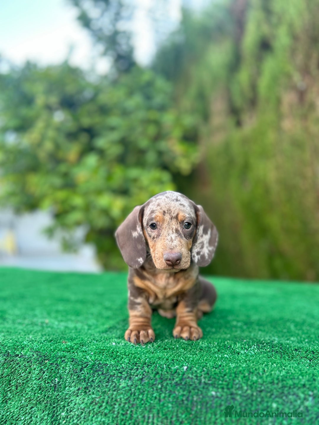 Teckel Miniatura perros en venta: teckel arlequin chocolate  - Imagen 11