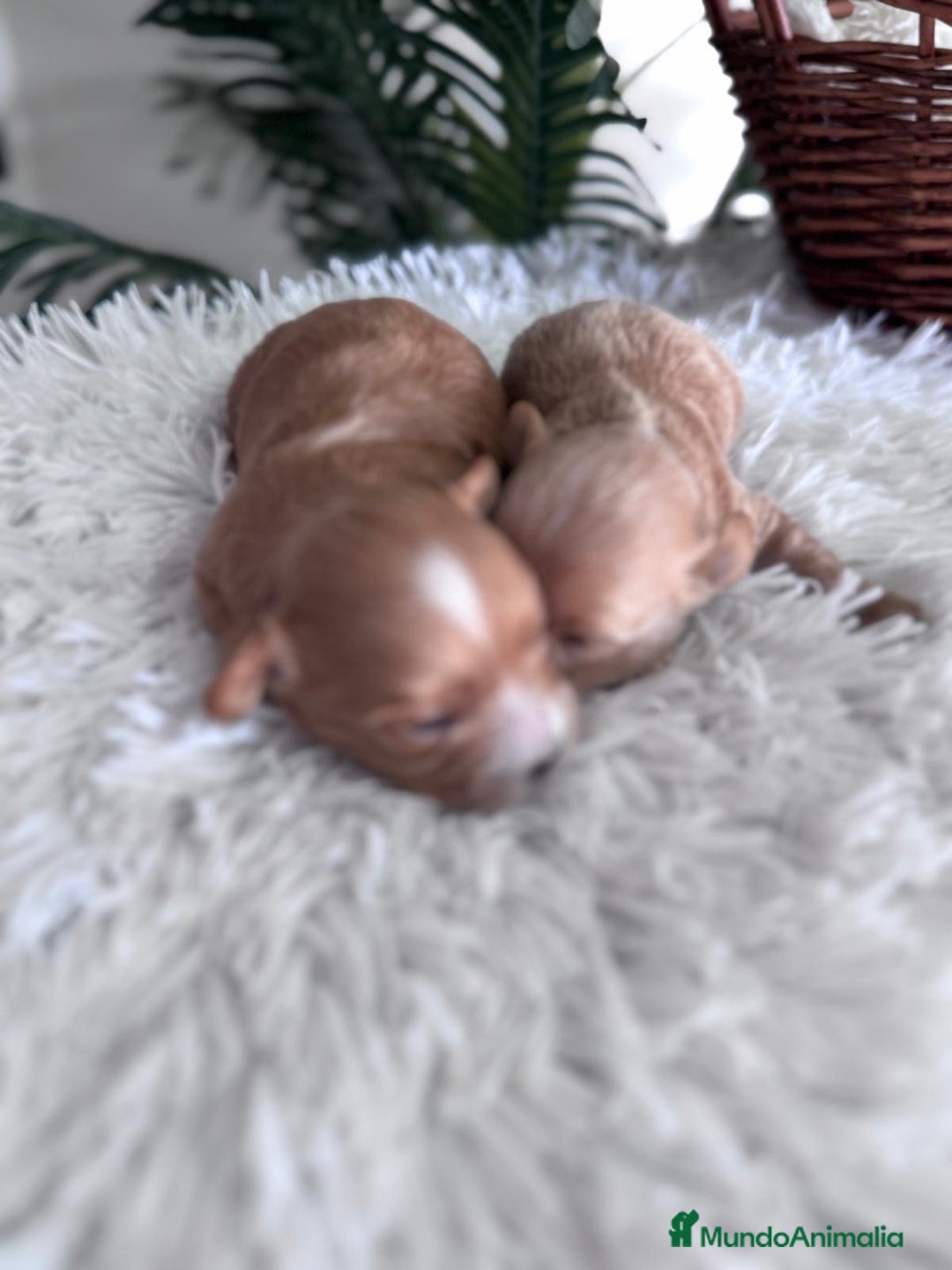 Maltipoo perros en venta: MALTIPOO MACHOS - Imagen 17