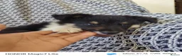 Collie de Pelo Largo perros en venta: Rough collie blue y tricolor  - Anuncio 10