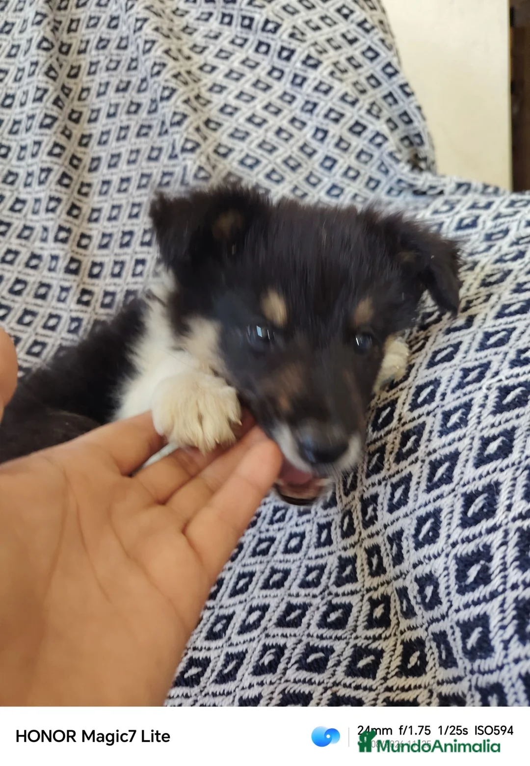 Collie de Pelo Largo perros en venta: Rough collie blue y tricolor  - Anuncio 10
