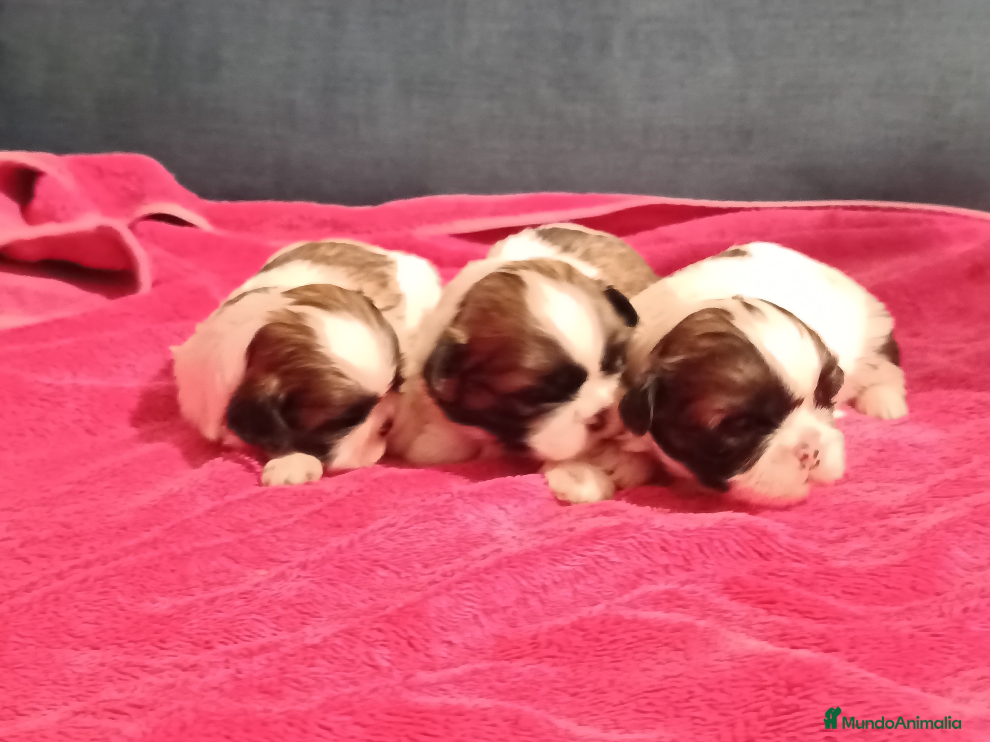 Shih Tzu perros Shih Tzu de Mumbrafer - Anuncio 8