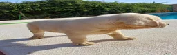 Labrador Retriever perros en venta: Labrador retriever dorado  - Anuncio 6