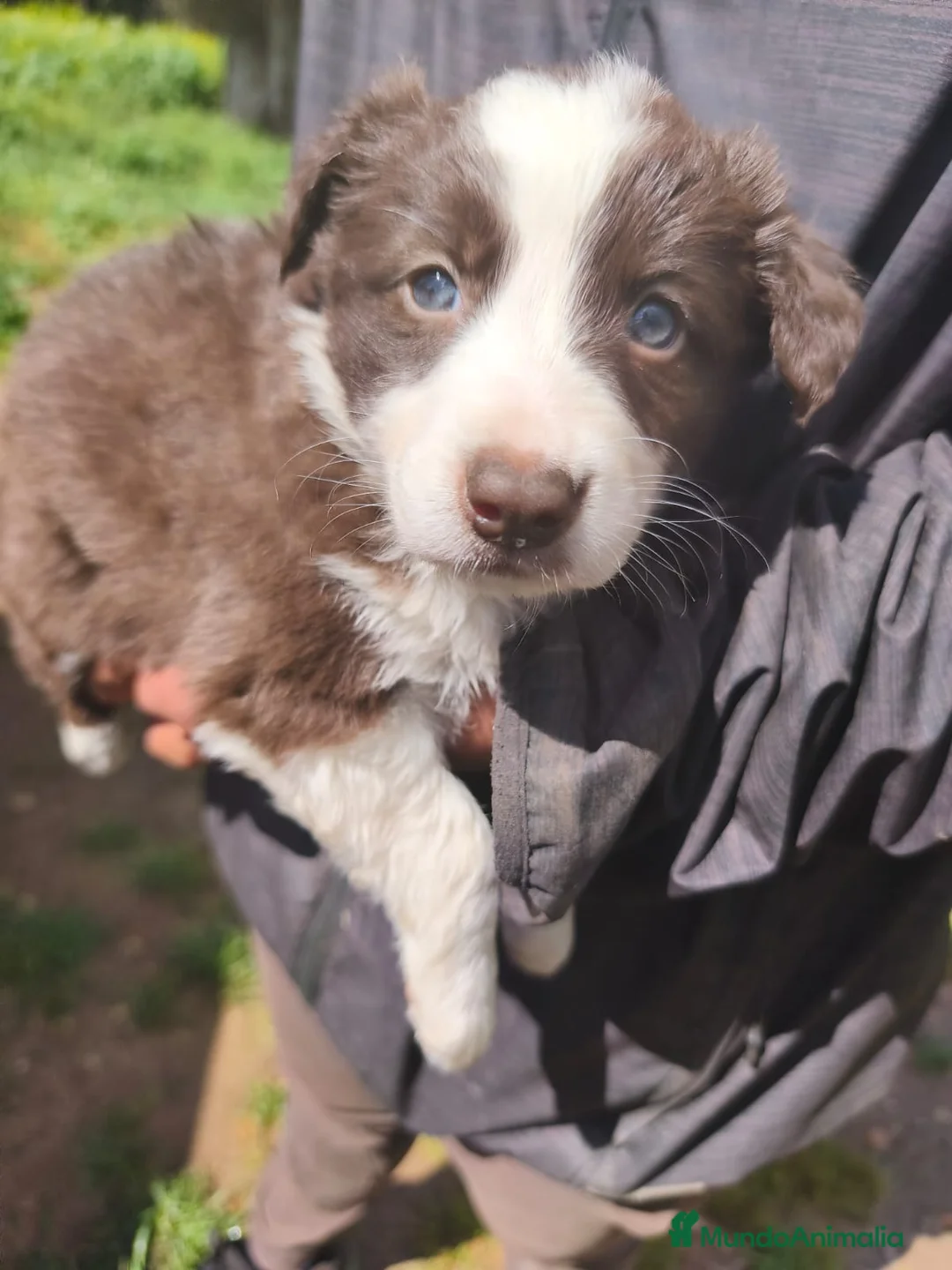 Border Collie perros en venta: Camada de Border Collie - Anuncio 5