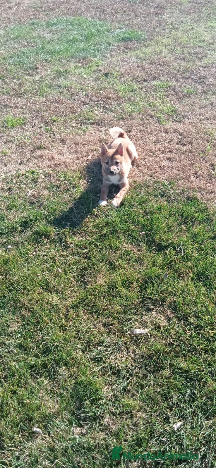 Shiba Inu perros SHIBA INU - Anuncio 1