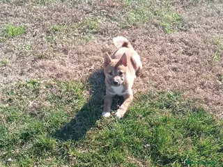Shiba Inu perros SHIBA INU - Anuncio 27