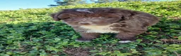 Perro de Agua Español perros en venta: 🐾 CACHORROS DE PERRO DE AGUA ESPAÑOL 🐾 - Anuncio 6