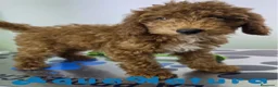 Caniche Enano perros en venta: Caniche Hembra de Barbie y Can (Ref 4138) - Anuncio 3