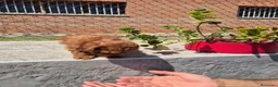 Caniche Toy perros en venta: Caniche toy asiático teacup  en Girona - Anuncio 6