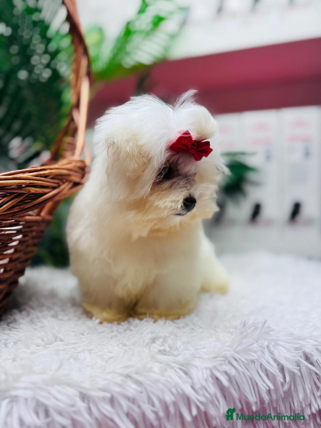 Bichón Maltés perros en venta: BICHON MALTES HEMBRA - Anuncio 5