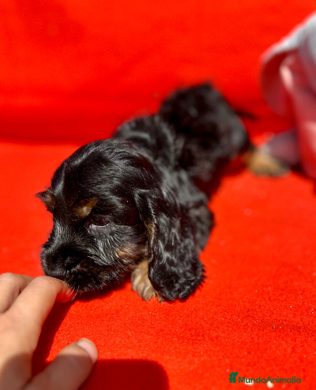 Cocker Spaniel Inglés perros en venta: COCKER SPANIEL DISPONIBLES - Imagen 8