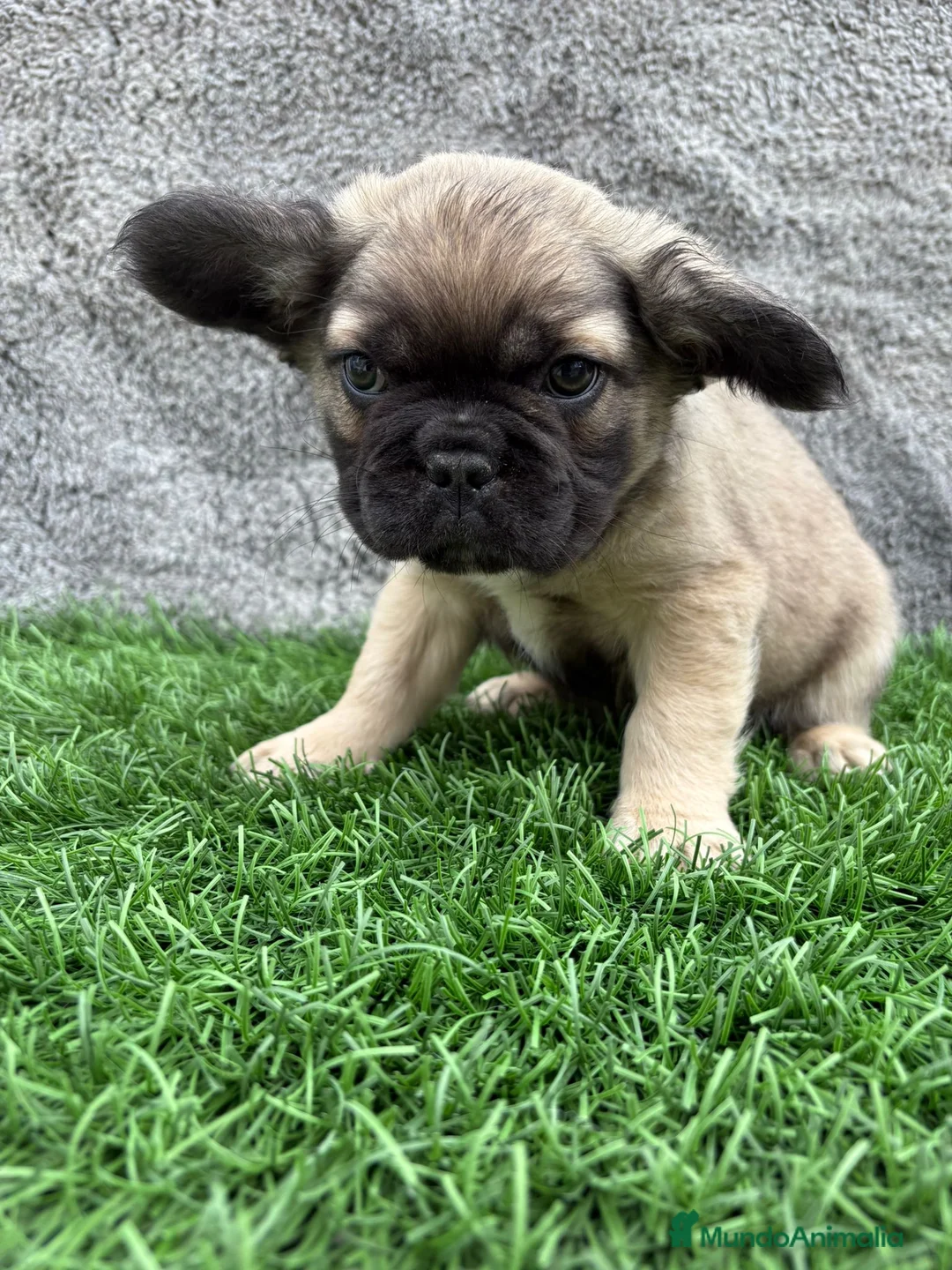 Bulldog Francés perros en venta: Bulldog Frances macho fluffy Fawn - Anuncio 2