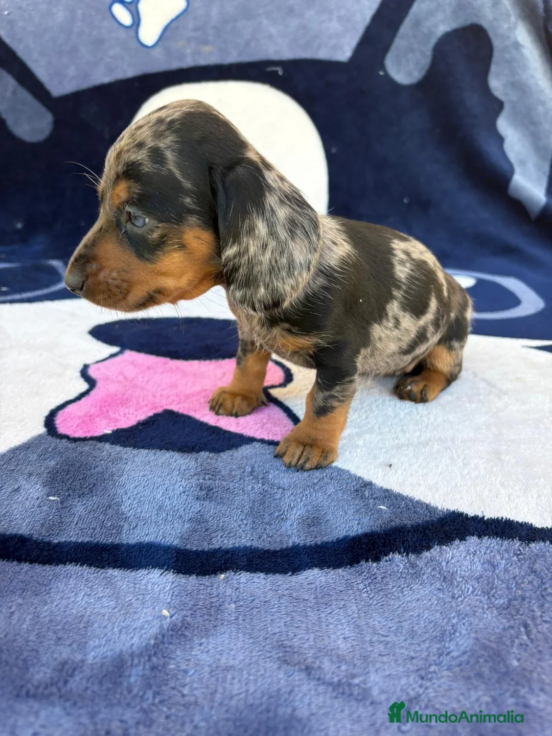 Teckel Miniatura perros en venta: Cachorros de Teckel Miniatura  - Anuncio 6