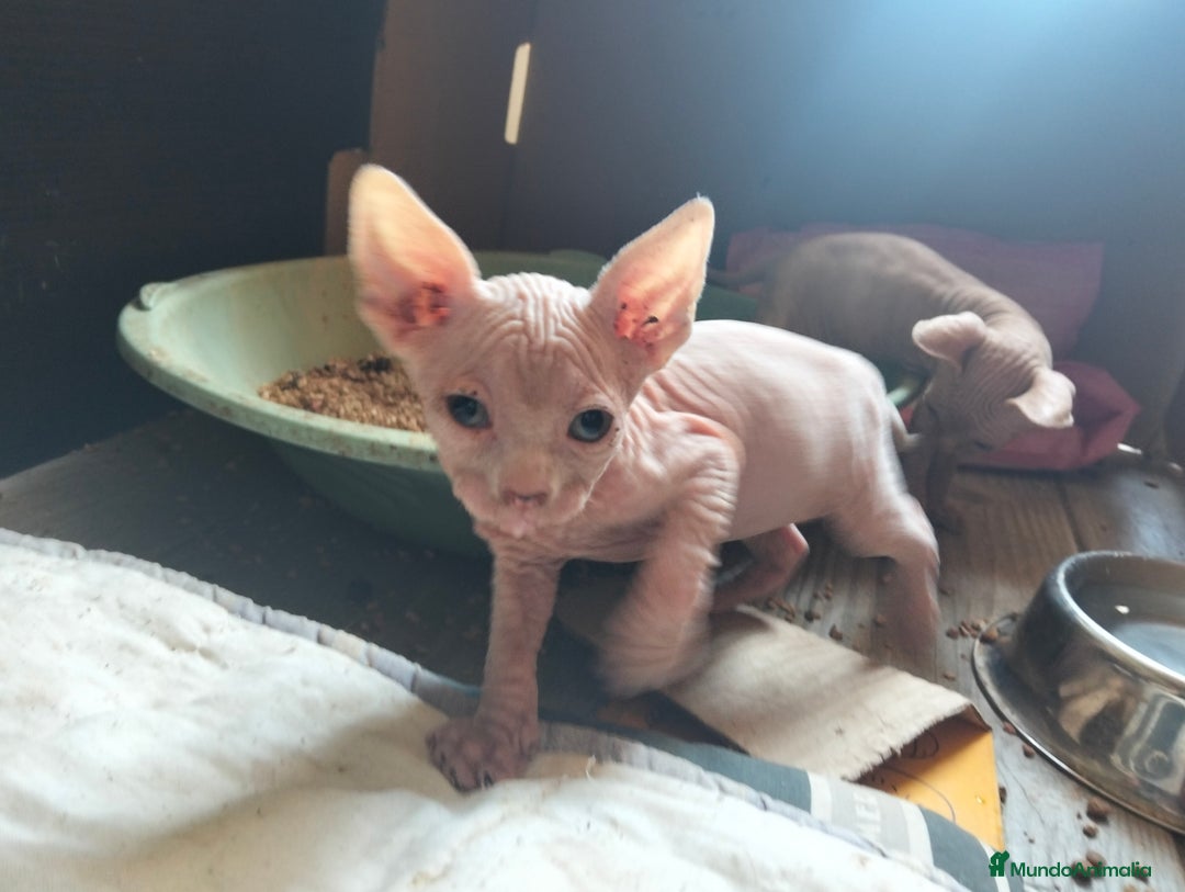 Sphynx gatos en venta: Preciosa camada Sphynx  - Imagen 1