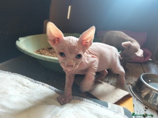 Sphynx gatos Preciosa camada Sphynx - Anuncio 1