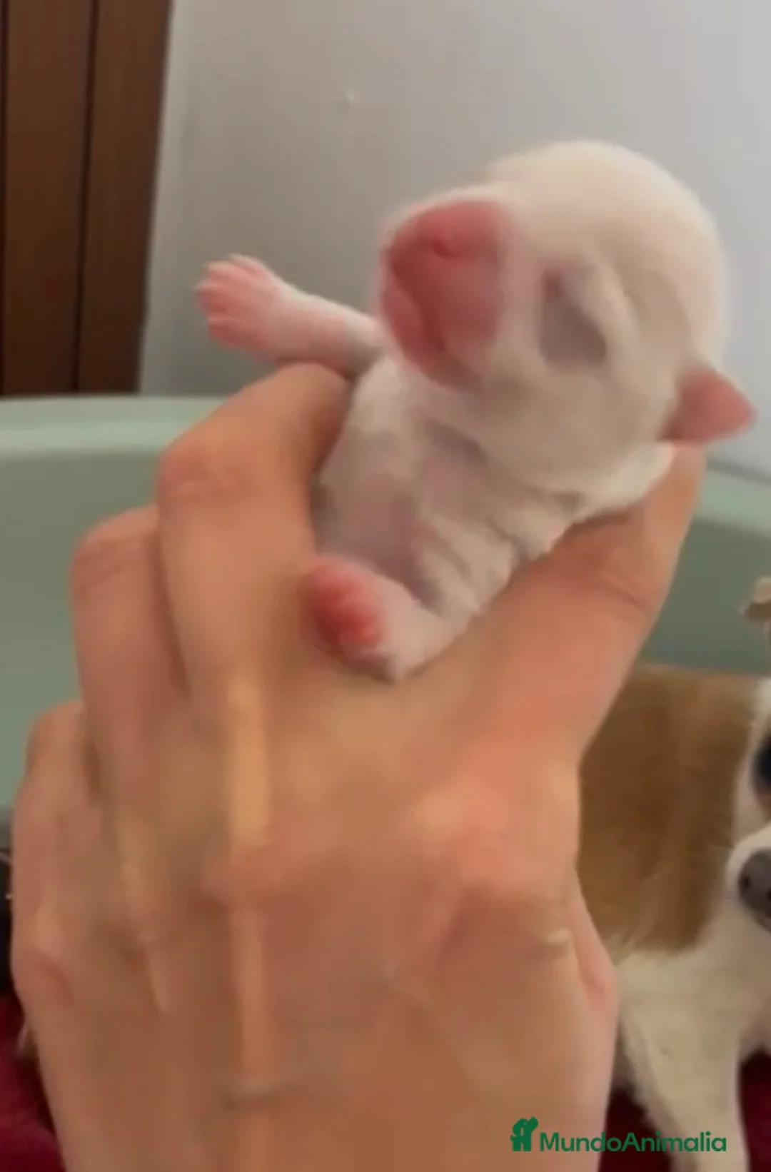 Chihuahua perros en venta: Chihuahua  en Sevilla - Anuncio 1