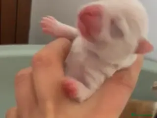 Chihuahua perros Chihuahua - Anuncio 1