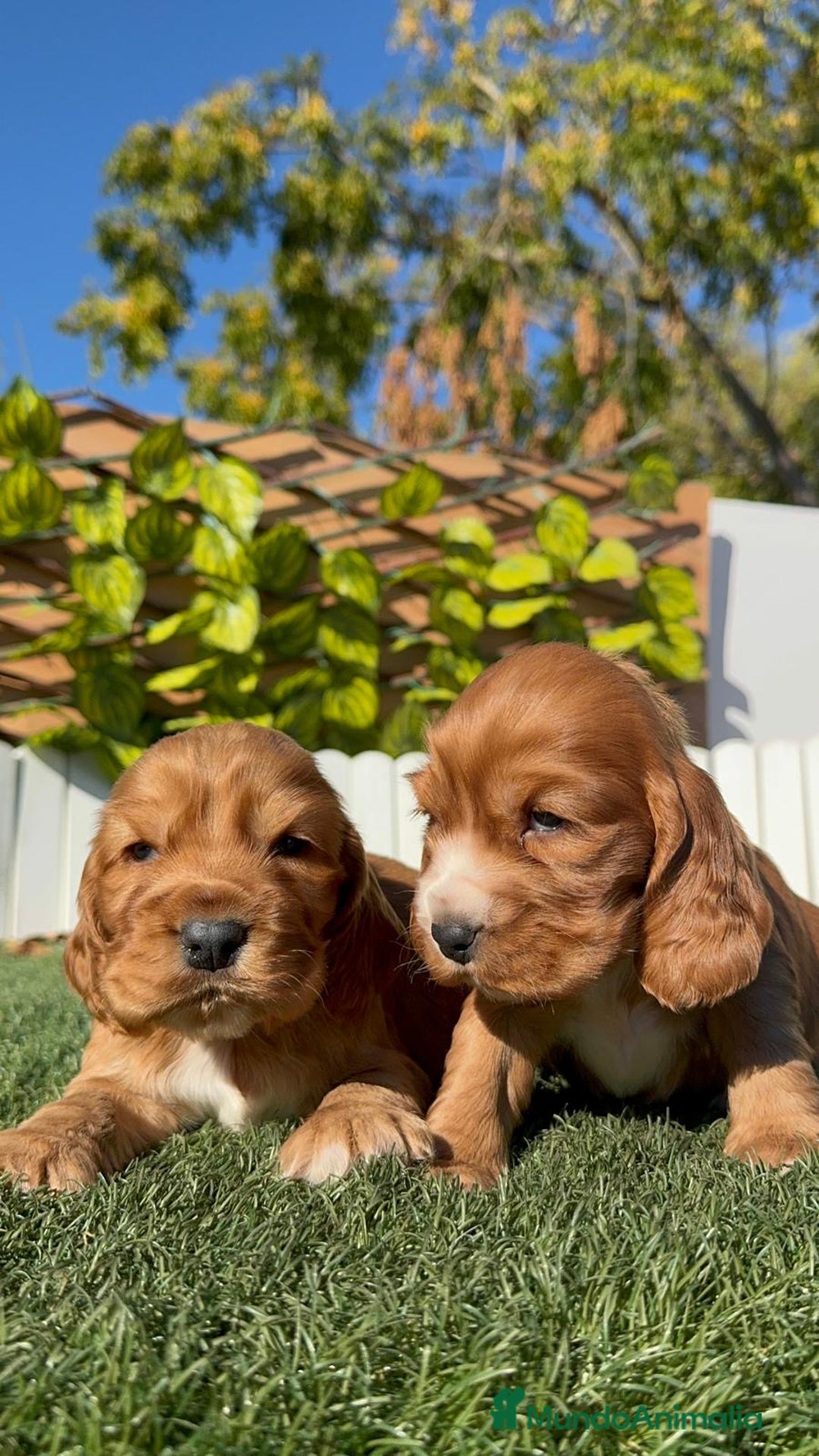 Cocker Spaniel Inglés perros en venta: COCKER SPANIEL INGLES - Anuncio 27