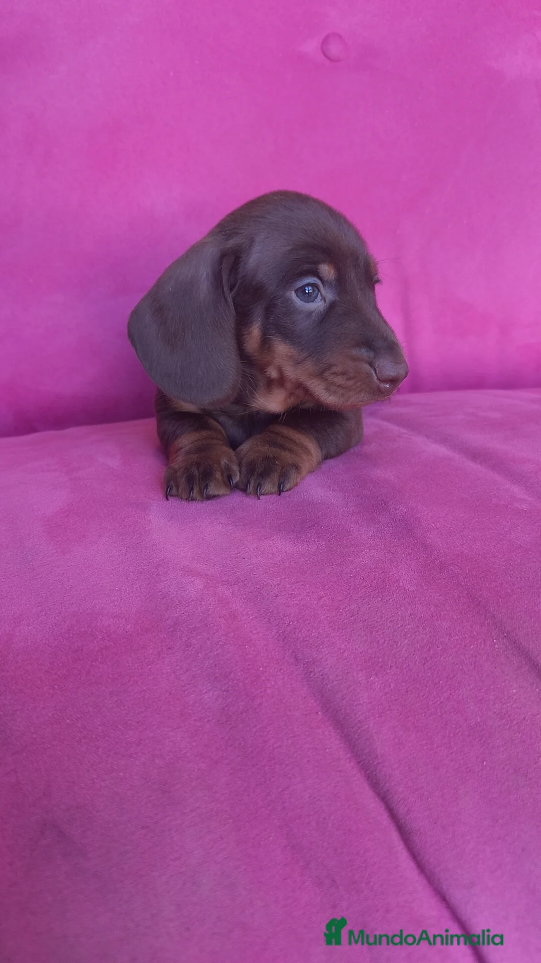 Teckel Miniatura perros en venta: Teckel Kanichen chocolate macho y hembra  - Anuncio 5