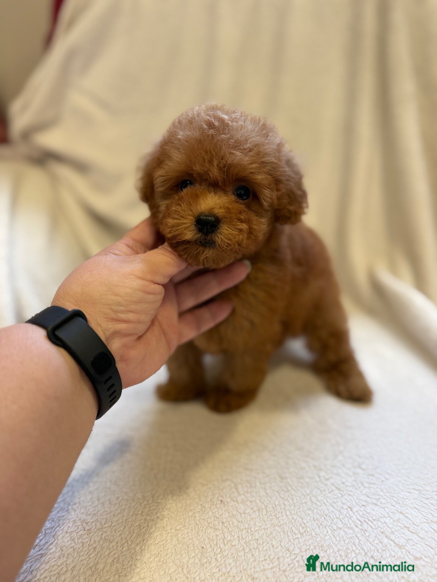 Caniche Toy perros Monísima hembra de Caniche Toy - Anuncio 3