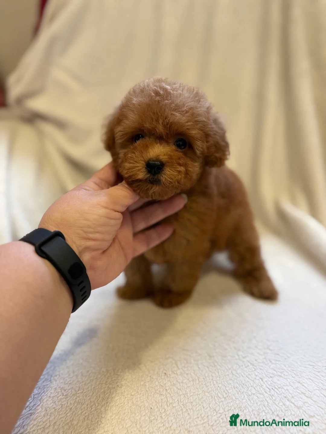 Caniche Toy perros en venta: Monísima hembra de Caniche Toy en La Rioja - Anuncio 1